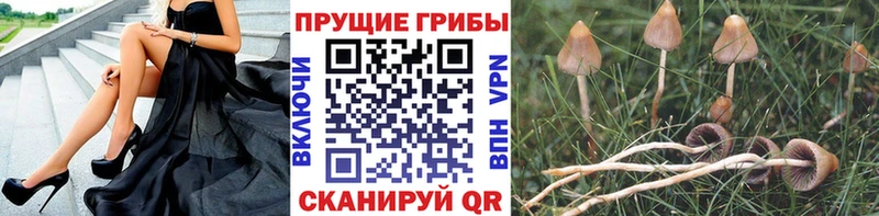 кракен ТОР Камышин Псилоцибиновые грибы Magic Shrooms