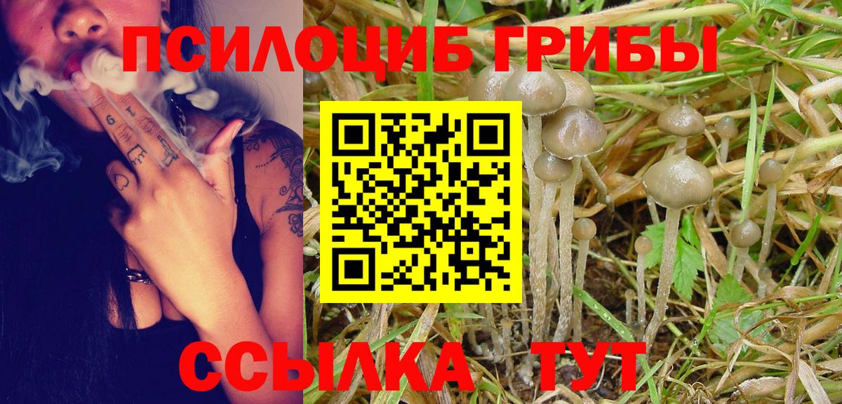 Галлюциногенные грибы прущие грибы  Камышин  Псилоцибиновые грибы мицелий 